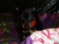 Valparna nästan 8 veckor