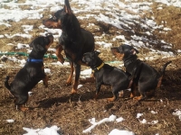 Valparna nästan 8 veckor