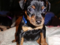 Valparna 6 veckor Julius