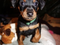 Valparna 6 veckor Jupiter