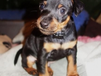 Valparna 6 veckor Jason