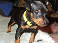 Valparna 6 veckor Juno