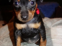 Valparna 6 veckor Justitia