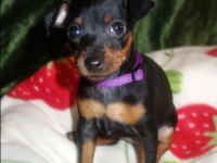 Valparna 7 veckor Jisebel