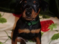 Valparna 7 veckor Jupiter