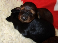 Valparna drygt 1 vecka