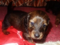 Valparna drygt 4 veckor