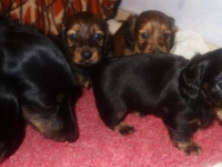 Valparna drygt 4 veckor