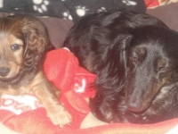 Valparna drygt 7 veckor