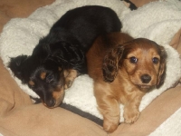 Valparna drygt 7 veckor