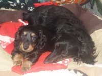 Valparna drygt 7 veckor