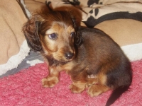 Valparna drygt 7 veckor Keiron