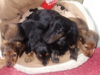 Valparna drygt 7 veckor