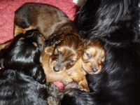 Valparna nästan 4 veckor