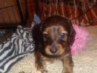 Valparna nästan 5 veckor