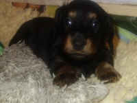 Valparna nästan 5 veckor