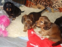 Valparna nästan 6 veckor