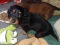 Valparna nästan 7 veckor