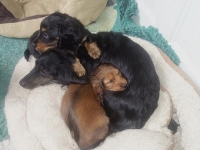 Valparna nästan 7 veckor