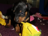 Valparna drygt 3 veckor