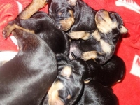 Valparna drygt 1 vecka