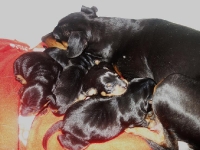 Valparna drygt 1 vecka