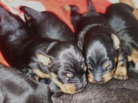 Valparna drygt 1 vecka