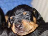 Valparna drygt 2 veckor