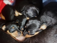 Valparna drygt 2 veckor