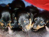 Valparna drygt 2 veckor