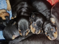 Valparna drygt 2 veckor