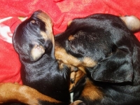 Valparna nästan 2 veckor