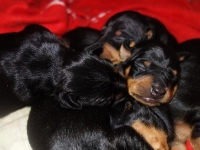 Valparna nästan 2 veckor