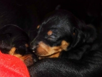 Valparna nästan 3 veckor