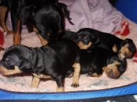 Valparna nästan 3 veckor