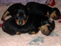 Valparna nästan 3 veckor