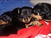 Valparna nästan 3 veckor