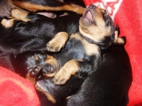 Valparna nästan 3 veckor