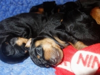 Valparna nästan 3 veckor