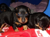 Valparna drygt 3 veckor