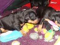 Valparna drygt 3 veckor