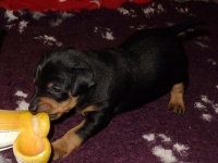 Valparna drygt 3 veckor