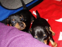 Valparna drygt 3 veckor