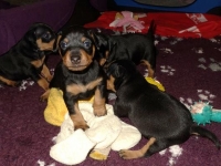 Valparna drygt 3 veckor