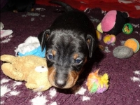 Valparna drygt 3 veckor