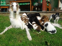 P-kullen