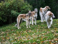 2014-10-18  Cayenne, Gina, Grace och Erebos, Bozze