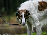 2014-10-18 Hugin, Hugo