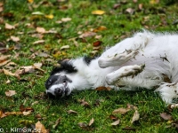 2014-10-18 Hel, Lajka