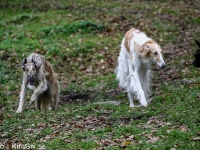 2014-10-18 Grace och Cayenne